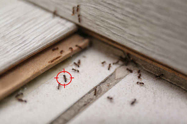 Best Bed Bug Extermination  in Livermore, CA