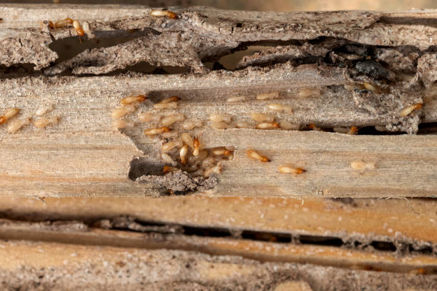 Best Pest Control for Businesses  in Livermore, CA